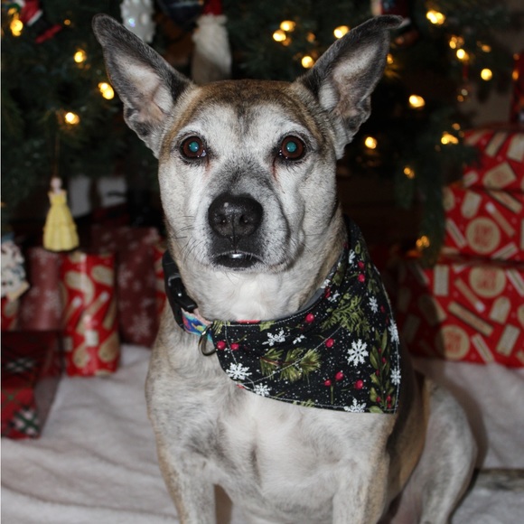 Handmade Reversible pet bandana made with Coco fabric - Picture 4 of 5